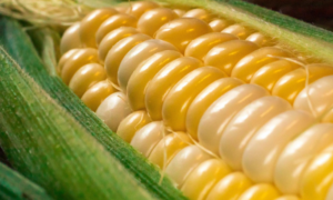 Espiga de milho aberta, com grãos de milho amarelos e vistosos. Na parte inferior esquerda da foto aparece a palha do milho, verde.