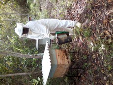 Grupo de apicultoras é ganhou o nome de "Mulheres Guerreiras"